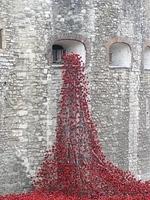 Poppies at the Tower in rememberance of WW 1